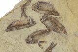 Fossil Fish (Gosiutichthys) Mortality Plate - Wyoming #357166-1